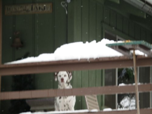 Lucky in the snow